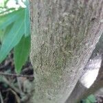 Gliricidia sepium Bark