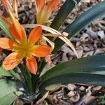 Clivia miniataLorea