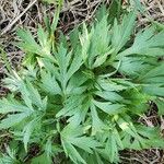 Artemisia vulgaris Folha
