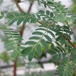 Vachellia karroo Blad