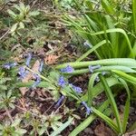 Hyacinthus orientalisFloare