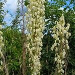 Yucca filamentosa Flower