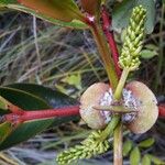 Cunonia macrophylla Φύλλο