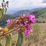 Tibouchina bipenicillata