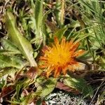 Crepis aurea Sonstige