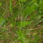 Crepis paludosa Leaf