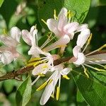 Lonicera maackii പുഷ്പം