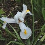 Iris orientalis Flor