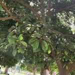 Ficus lutea 葉