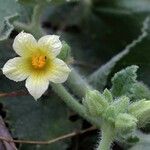 Ecballium elaterium Flower