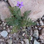 Erodium touchyanum Hoja