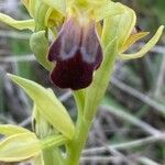 Ophrys fusca Bloem