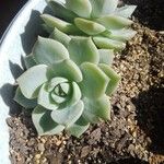 Echeveria derenbergii Foglia
