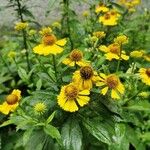 Helenium autumnaleÇiçek