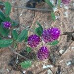 Gomphrena globosaFlower