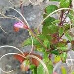 Epilobium collinum Virág