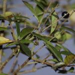 Ligustrum obtusifolium Leaf