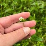 Persicaria sagittata Цвят