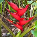 Heliconia bihai Flors