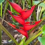 Heliconia bihai Flower