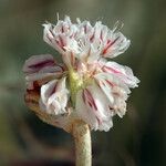 Eriogonum ovalifolium Blomst