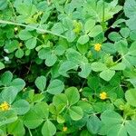Medicago rigidula Fula