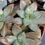 Sedum mendozae 叶