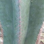Isolatocereus dumortieri Hoja