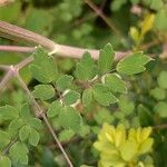 Thalictrum delavayi Ліст