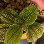 Pilea involucrata Ліст