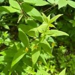 Lysimachia quadrifolia Fiore