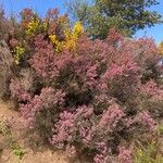 Erica australis Staniste