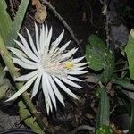 Epiphyllum hookeri Квітка