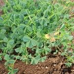 Crotalaria incana Folha