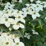 Cornus kousaFiore