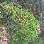 Taxus baccata Flor
