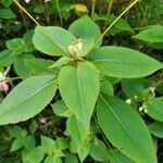 Impatiens balfourii Leaf