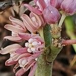 Cynanchum vanlessenii Květ
