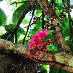 Syzygium malaccense Kwiat