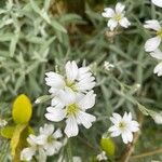 Cerastium tomentosum ফুল