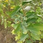 Asclepias speciosa Hoja