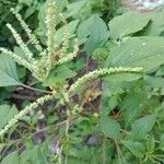 Amaranthus spinosus عادت داشتن