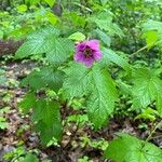 Rubus odoratusBlomma