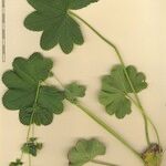 Alchemilla crinita Outro