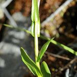 Arabis soyeri Leaf