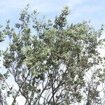 Quercus rotundifolia Листок