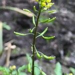 Rorippa palustris Meyve