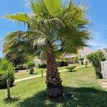 Washingtonia robusta Blatt