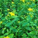 Hypericum punctatum List