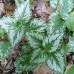 Lamium galeobdolonLeaf